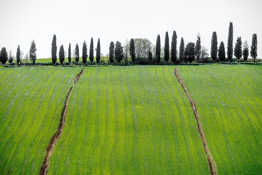 Agriculture Plot